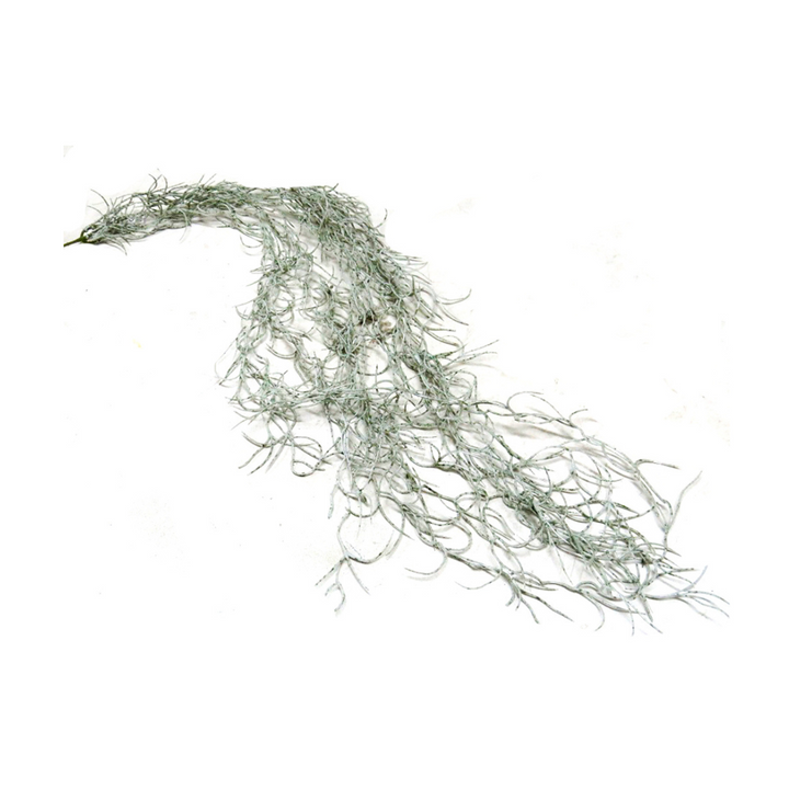 Spanish Moss