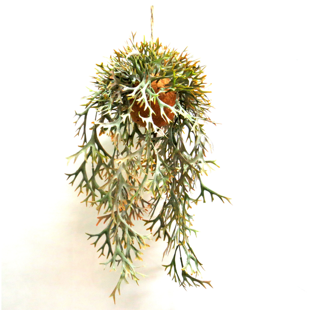 Hanging Staghorn Autumnal
Bring the warmth of autumn into your home with our breathtaking Hanging Staghorn Autumnal fernery. This stunning piece features:
Vibrant autumnal colors that evoke a sense of coziness and comfort
A locally designed natural fibre ball that adds a touch of organic elegance
A perfectly rooted fernery that measures 32cm in width