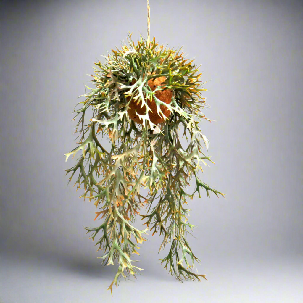Hanging Staghorn Autumnal
Bring the warmth of autumn into your home with our breathtaking Hanging Staghorn Autumnal fernery. This stunning piece features:
Vibrant autumnal colors that evoke a sense of coziness and comfort
A locally designed natural fibre ball that adds a touch of organic elegance
A perfectly rooted fernery that measures 32cm in width