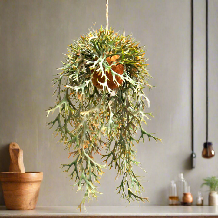 Hanging Staghorn Autumnal
Bring the warmth of autumn into your home with our breathtaking Hanging Staghorn Autumnal fernery. This stunning piece features:
Vibrant autumnal colors that evoke a sense of coziness and comfort
A locally designed natural fibre ball that adds a touch of organic elegance
A perfectly rooted fernery that measures 32cm in width