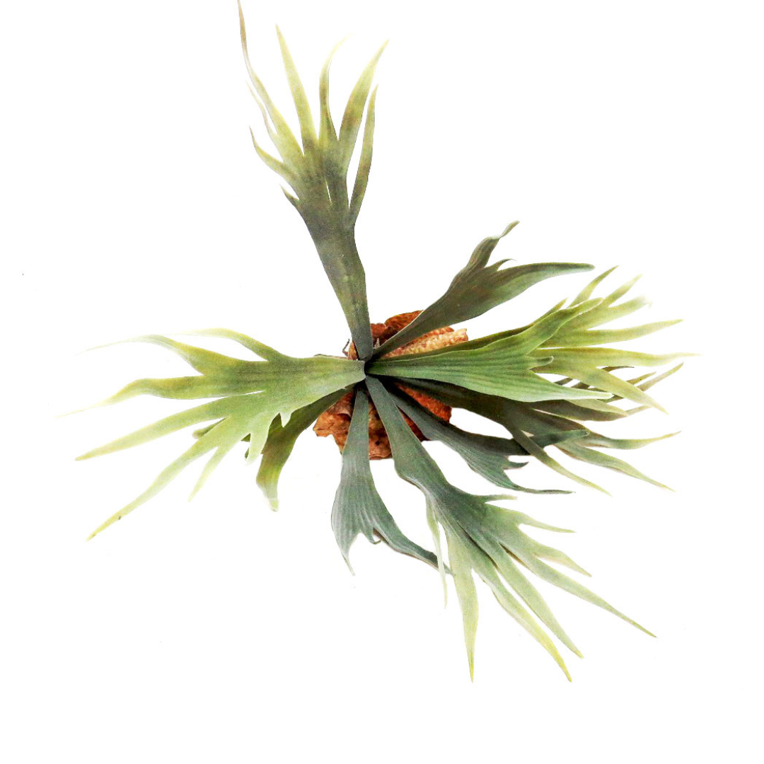Introducing the Staghorn Kwapalma
Elevate Your Home Decor with a Stunning Piece of Art
Experience the natural beauty of the Staghorn Kwapalma, expertly crafted from high-quality staghorn. This exquisite piece boasts 9 perfectly formed "branches" growing from a sturdy base with roots, measuring 32.5cm.
A Unique Decor Piece:
Handcrafted: Expertly crafted for a one-of-a-kind piece
Natural Beauty: Replicates the unique shape and texture of real staghorn
Durable: Made with high-quality materials for long-lasting