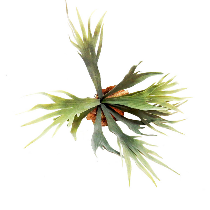 Introducing the Staghorn Kwapalma
Elevate Your Home Decor with a Stunning Piece of Art
Experience the natural beauty of the Staghorn Kwapalma, expertly crafted from high-quality staghorn. This exquisite piece boasts 9 perfectly formed "branches" growing from a sturdy base with roots, measuring 32.5cm.
A Unique Decor Piece:
Handcrafted: Expertly crafted for a one-of-a-kind piece
Natural Beauty: Replicates the unique shape and texture of real staghorn
Durable: Made with high-quality materials for long-lasting