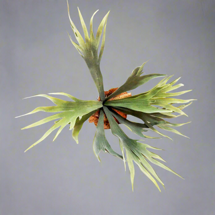 Introducing the Staghorn Kwapalma
Elevate Your Home Decor with a Stunning Piece of Art
Experience the natural beauty of the Staghorn Kwapalma, expertly crafted from high-quality staghorn. This exquisite piece boasts 9 perfectly formed "branches" growing from a sturdy base with roots, measuring 32.5cm.