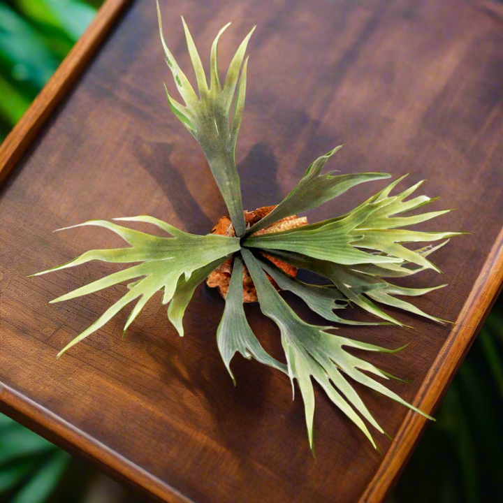 Introducing the Staghorn Kwapalma
Elevate Your Home Decor with a Stunning Piece of Art
Experience the natural beauty of the Staghorn Kwapalma, expertly crafted from high-quality staghorn. This exquisite piece boasts 9 perfectly formed "branches" growing from a sturdy base with roots, measuring 32.5cm.