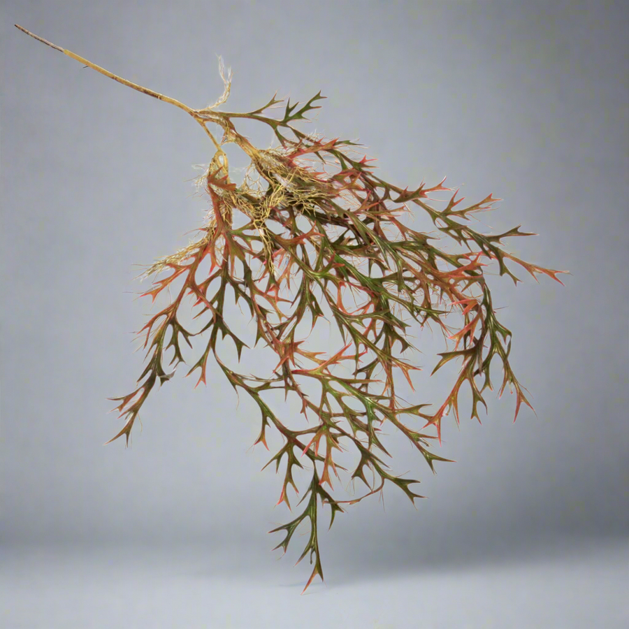 Introducing the Staghorn Paintbox Vine
Vibrant and Versatile Artificial Plant for Your Home or Garden
Add a pop of color to your space with our stunning Staghorn Paintbox Vine. Measuring 110cm in length, this artificial plant is perfect for enhancing the aesthetic of any room or outdoor area.