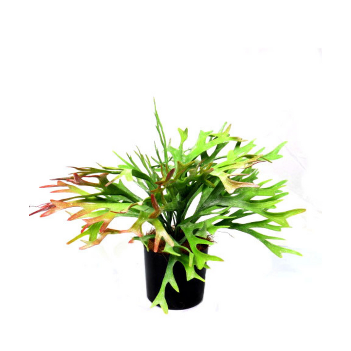 Introducing the Staghorn Rainforest
Bring the Natural Beauty of the Rainforest Indoors
Elevate your indoor space with the stunning Staghorn Rainforest, a unique and impressive artificial plant. With pot dimensions of 12cmh x 12cmd, this plant stands at 34cmh and spans 47cmw, adding a touch of natural beauty to your home or office.