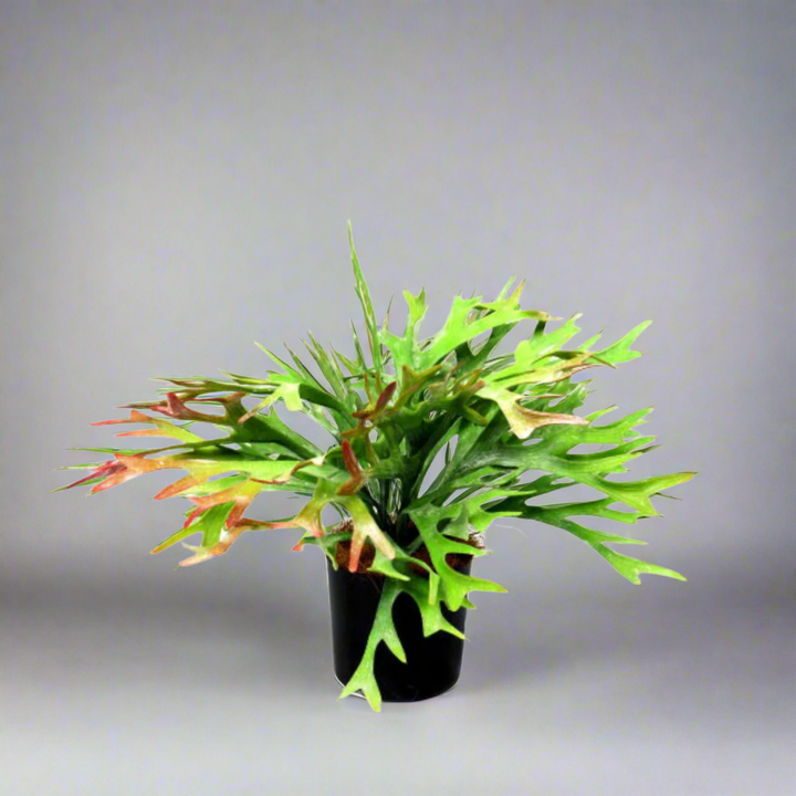 Introducing the Staghorn Rainforest
Bring the Natural Beauty of the Rainforest Indoors
Elevate your indoor space with the stunning Staghorn Rainforest, a unique and impressive artificial plant. With pot dimensions of 12cmh x 12cmd, this plant stands at 34cmh and spans 47cmw, adding a touch of natural beauty to your home or office.