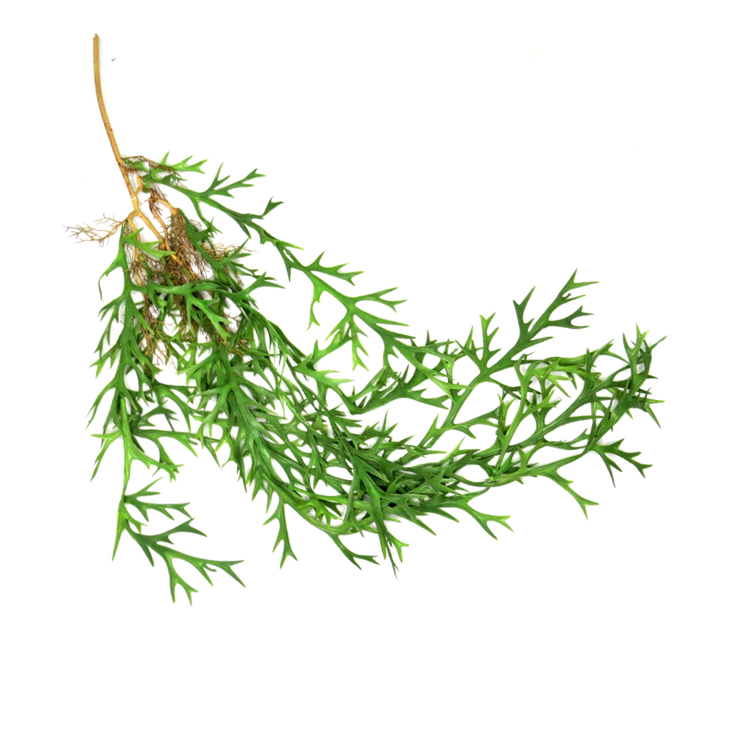 Staghorn Rooty Tooty Hanging Plant - A Showstopping Addition!
Elevate your space with the stunning Staghorn Rooty Tooty Hanging Plant!
Generous length: 110cm, making a bold statement wherever it hangs
Unique, eye-catching design that adds a touch of elegance and greenery
Perfect for indoor decor, offices, or as a thoughtful gift
Benefits:
Low maintenance, no watering or pruning required
Adds a touch of natural beauty to any room
Grabs attention and brings life to any space