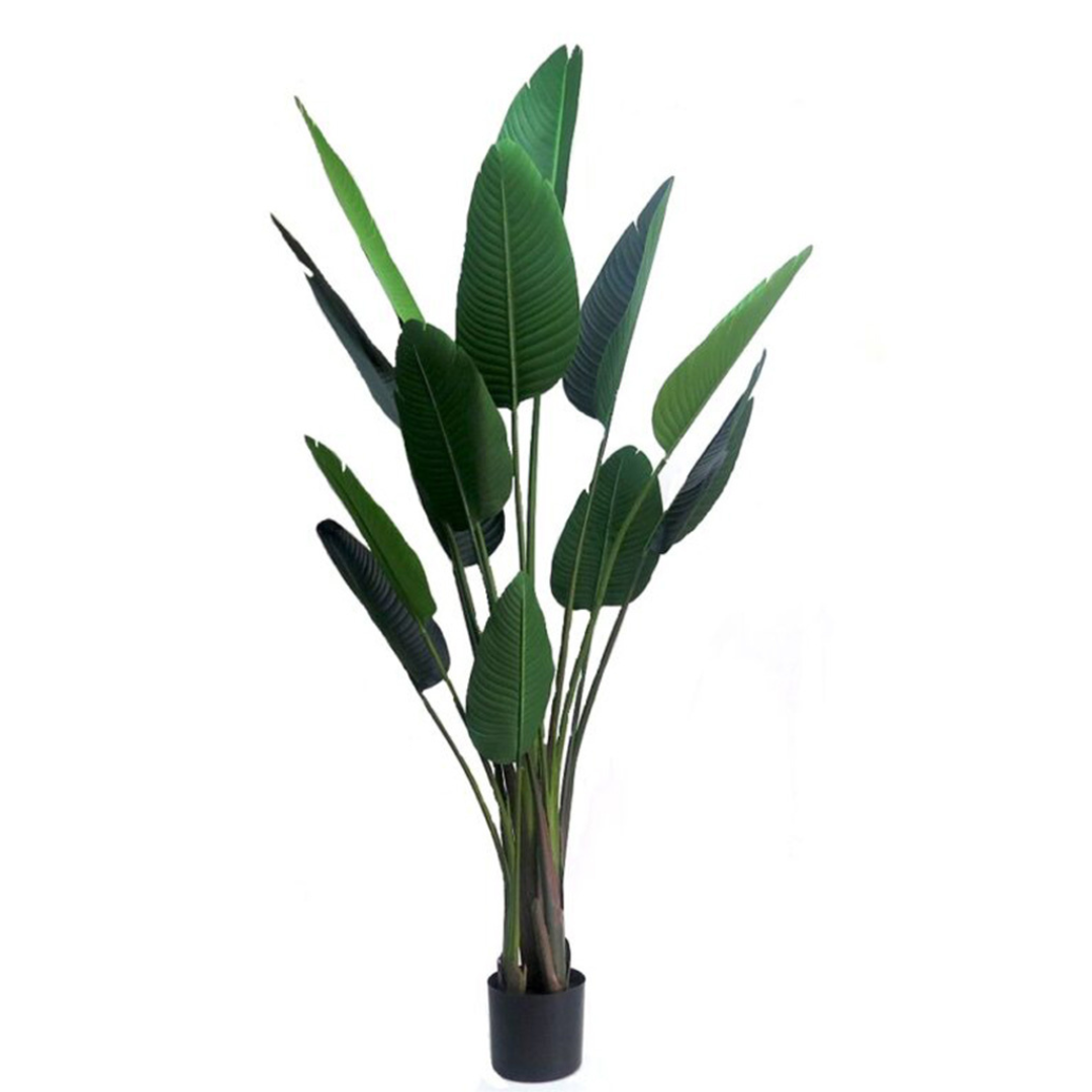 Strelitzia

Strelitzia is a tall, elegant plant that reaches a height of 190cmh. With its impressive size, this plant will add a touch of grandeur to any space, making it perfect for larger rooms or hallways. Its height also allows it to stand out among other plants, making it a great focal point for any room. unique boys
