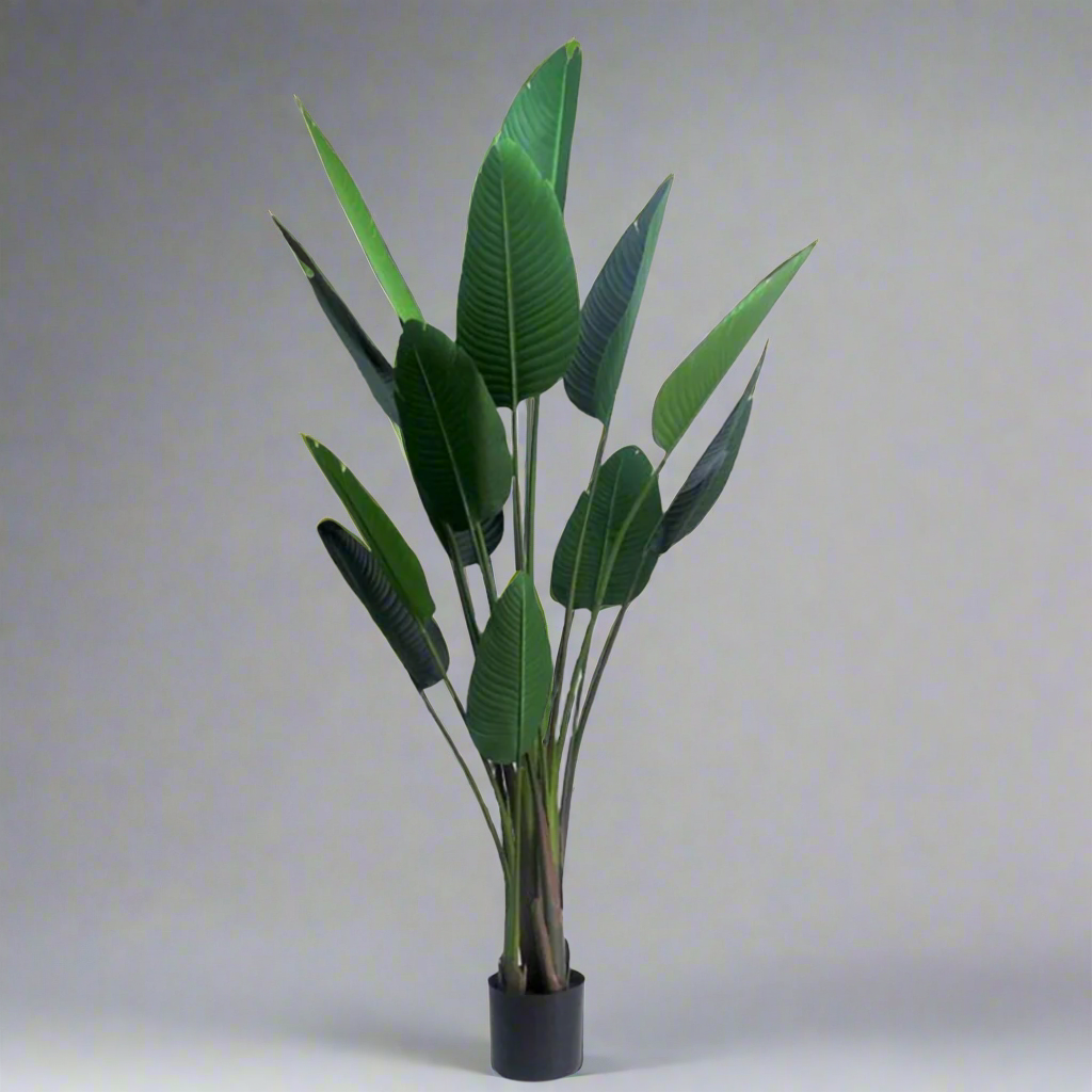 Strelitzia

Strelitzia is a tall, elegant plant that reaches a height of 190cmh. With its impressive size, this plant will add a touch of grandeur to any space, making it perfect for larger rooms or hallways. Its height also allows it to stand out among other plants, making it a great focal point for any room. unique boys