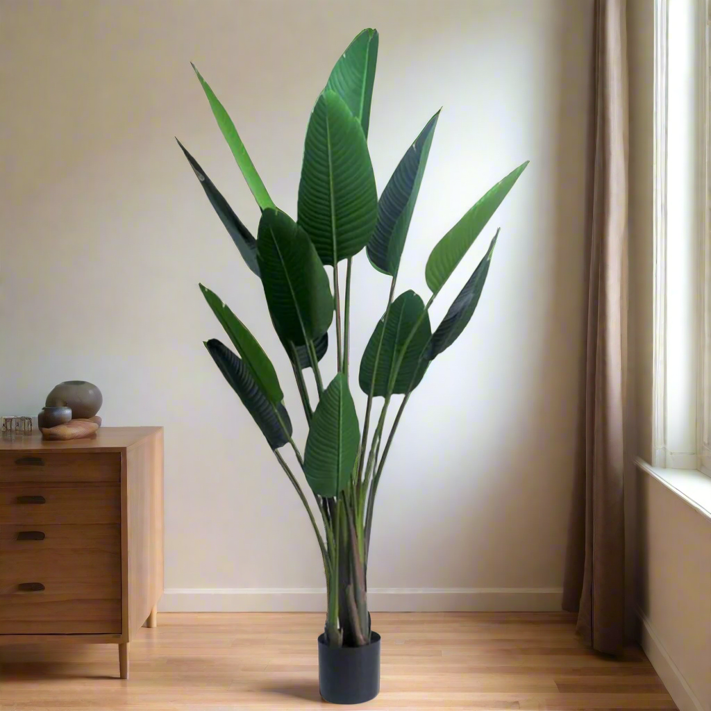 Strelitzia

Strelitzia is a tall, elegant plant that reaches a height of 190cmh. With its impressive size, this plant will add a touch of grandeur to any space, making it perfect for larger rooms or hallways. Its height also allows it to stand out among other plants, making it a great focal point for any room. unique boys