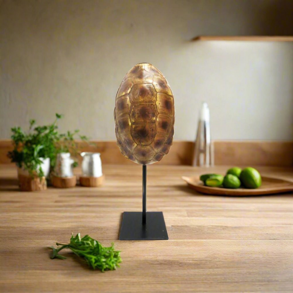 Introducing the Taco Tortoise
Elegant and Versatile Decor for Your Home or Office
Add a touch of beauty and charm to your space with our stunning Taco Tortoise. This elegant double-sided tortoise on a stand boasts a compact size of 13cm x 11cm x 34cm, making it perfect for any room. www.uniqueboys.co.za