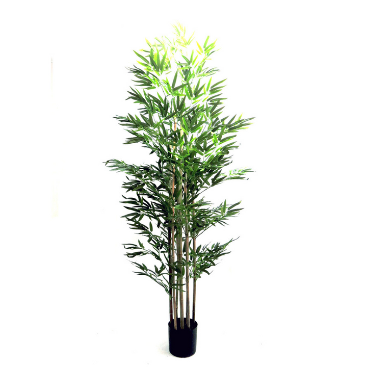 Trunk Bamboo Plant
Enhance your space with our Trunk Bamboo Plant, standing at 190cm in height and featuring 7 bamboo trunks. Enjoy the calming and air-purifying benefits of this beautiful plant.