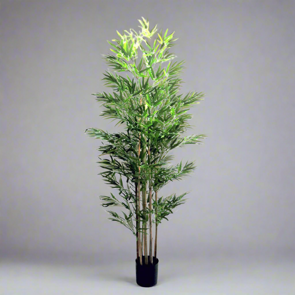 Trunk Bamboo Plant
Enhance your space with our Trunk Bamboo Plant, standing at 190cm in height and featuring 7 bamboo trunks. Enjoy the calming and air-purifying benefits of this beautiful plant.