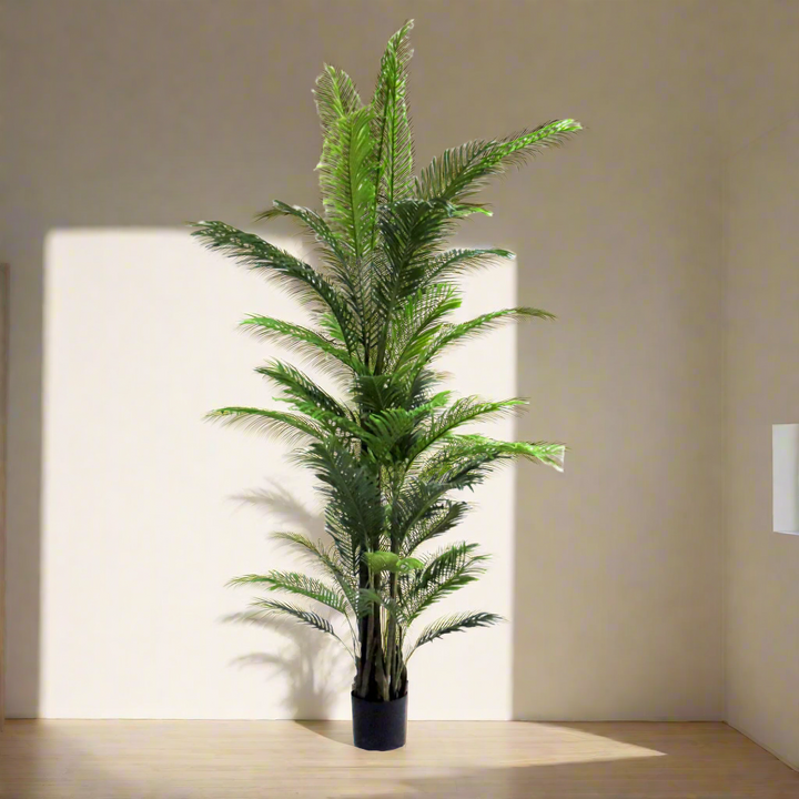Areca unique boys