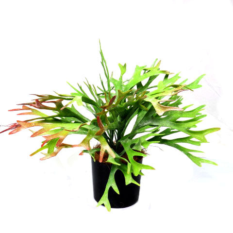  Introducing the Staghorn Rainforest
Bring the Natural Beauty of the Rainforest Indoors
Elevate your indoor space with the stunning Staghorn Rainforest, a unique and impressive artificial plant. With pot dimensions of 12cmh x 12cmd, this plant stands at 34cmh and spans 47cmw, adding a touch of natural beauty to your home or office.