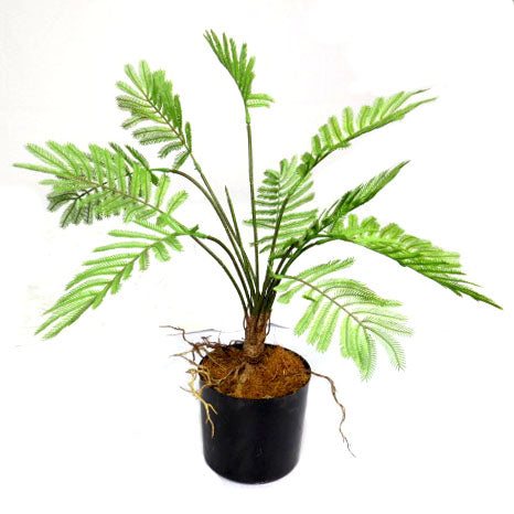 Introducing the Potted Fern
Add a Touch of Natural Elegance to Your Space
Elevate your indoor space with our stunning Potted Fern, boasting a 49cm height and 50cm width. This versatile and striking artificial plant is perfect for adding a touch of greenery to any room.