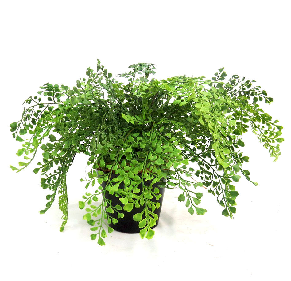 Maiden Fern Pot: Bring the Beauty of Nature Indoors

Elevate your indoor gardening game with the stunning Maiden Fern Pot, a must-have for any plant enthusiast. This gorgeous potted fern boasts an impressive 52cm area of lush, vibrant foliage, standing tall at 45cm.
A Perfect Blend of Style and Functionality