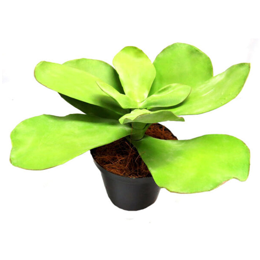 Introducing the Potted Paddle Plant
Low-Maintenance Greenery for Busy Spaces
Add a touch of natural beauty to your home or office with our stunning Potted Paddle Plant. Standing at 40cm tall and 50cm wide, this artificial plant is perfect for busy individuals or spaces with limited natural light.
