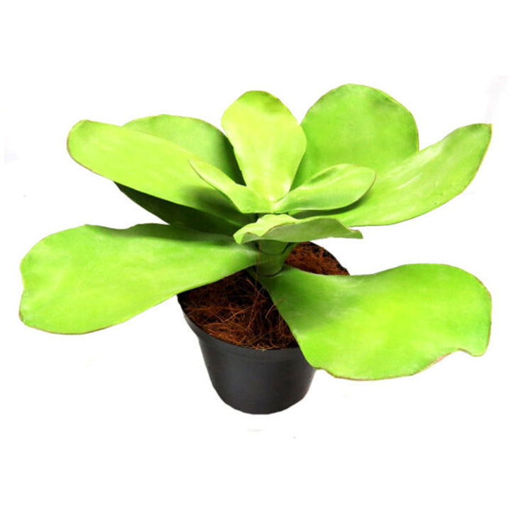 Introducing the Potted Paddle Plant
Low-Maintenance Greenery for Busy Spaces
Add a touch of natural beauty to your home or office with our stunning Potted Paddle Plant. Standing at 40cm tall and 50cm wide, this artificial plant is perfect for busy individuals or spaces with limited natural light.