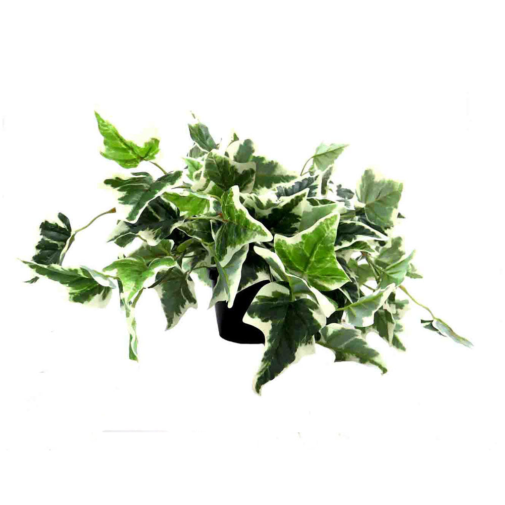 Product Details: Pippa's Ivy Variegata
Description: A beautiful artificial Pippa's Ivy Variegata plant, featuring luscious variegated leaves and a realistic appearance, perfect for adding a touch of vibrant greenery to any space.
Material: Artificial