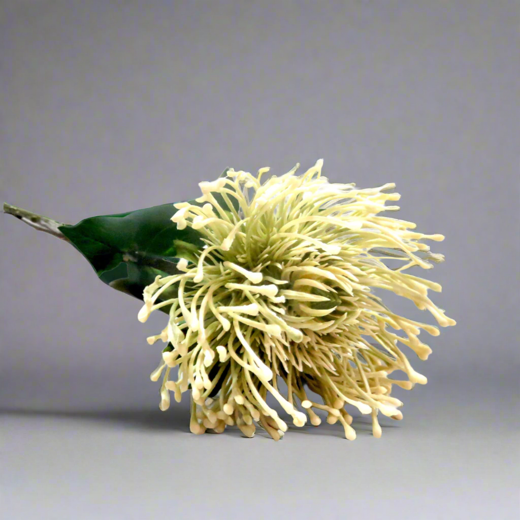White Pincushion Artificial Plant
As a pincushion protea, the White Pincushion boasts generous proportions, with a 73cm stem and a large, full flower head that measures 11cm in diameter. Its beautiful off-white shades make for a truly spectacular and unique addition to any floral arrangement.