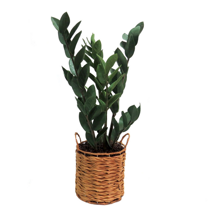 Product Description: Zamico Plant
Bring the beauty of nature indoors with the stunning Zamico Plant, standing tall at 70cm high. This artificial Dracaena features lush, green leaves that not only add a touch of natural elegance to your space but also improve air quality.