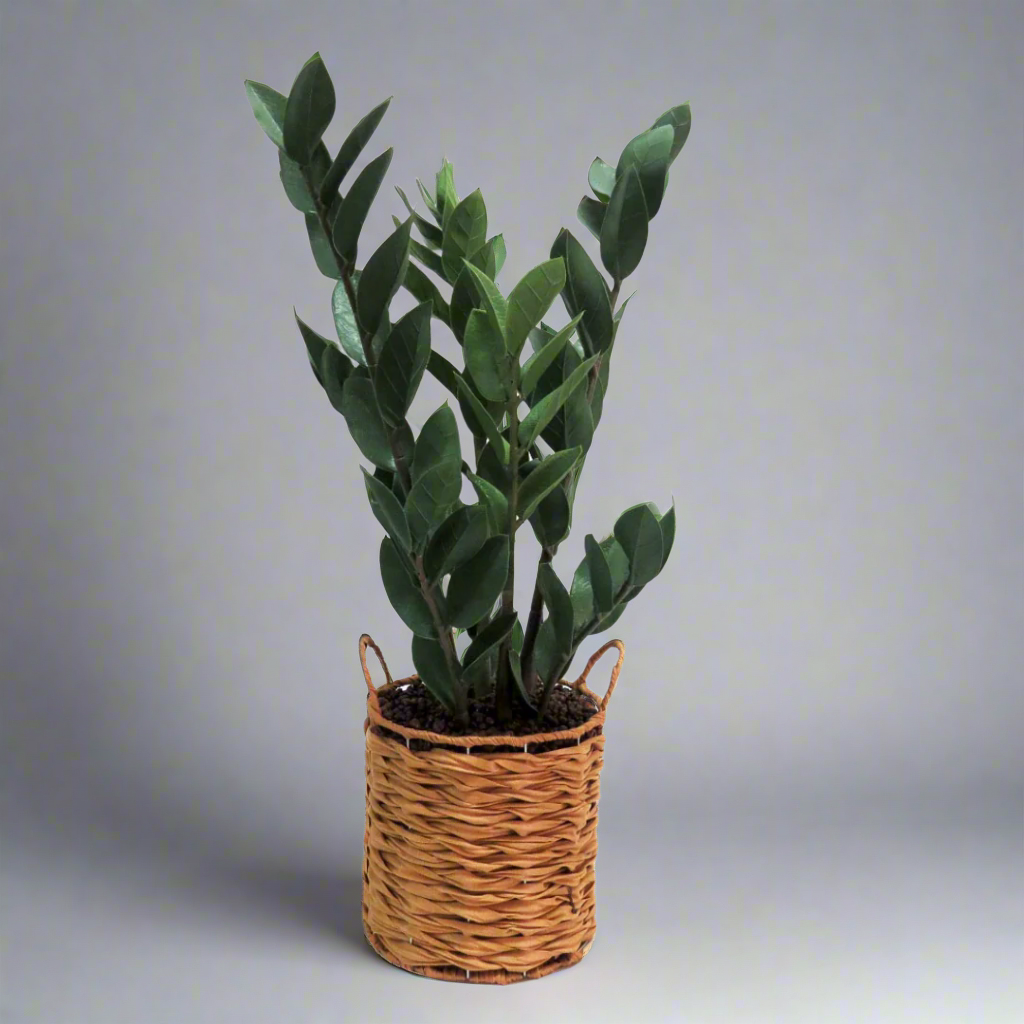 Product Description: Zamico Plant
Bring the beauty of nature indoors with the stunning Zamico Plant, standing tall at 70cm high. This artificial Dracaena features lush, green leaves that not only add a touch of natural elegance to your space but also improve air quality.