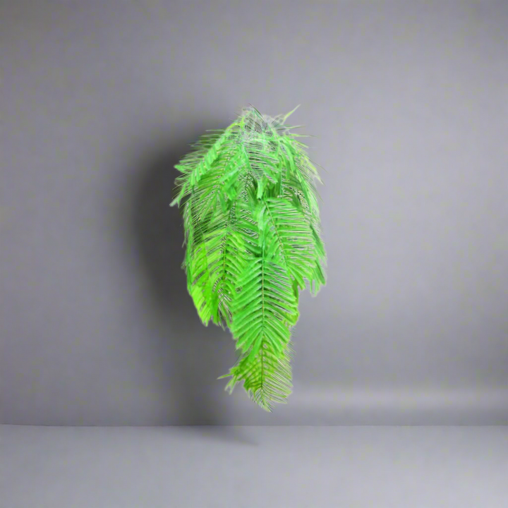 Zanzibari palmfern