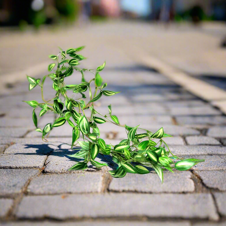 Product Description: Zebrina Vine
Elevate your home decor with the stunning Zebrina Vine, a beautiful artificial plant that brings a touch of nature indoors. Featuring delicate variegated leaves and realistic 3D printed tendrils, this gorgeous vine is perfect for adding a natural and elegant touch to any room.