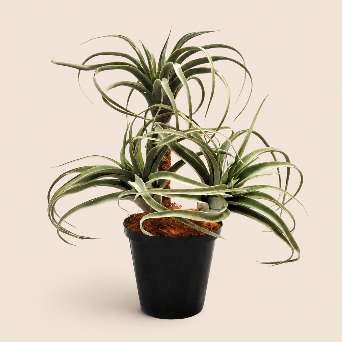 Airplant Atmosphere catalogue view