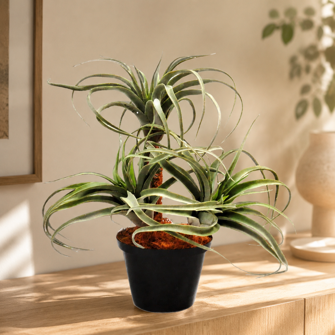 Airplant Atmosphere lifestyle view