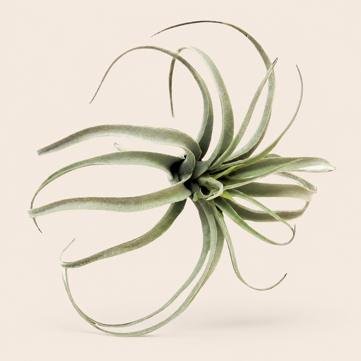 Airplant Skyward — catalogue product image