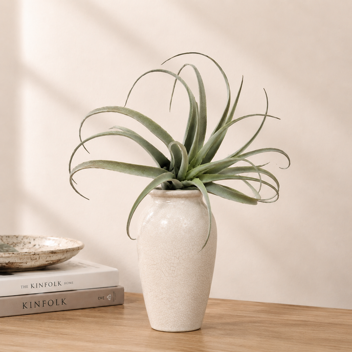Airplant Skyward — luxury lifestyle product image