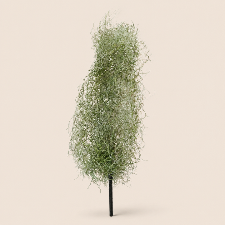 Airplant Windward catalogue view