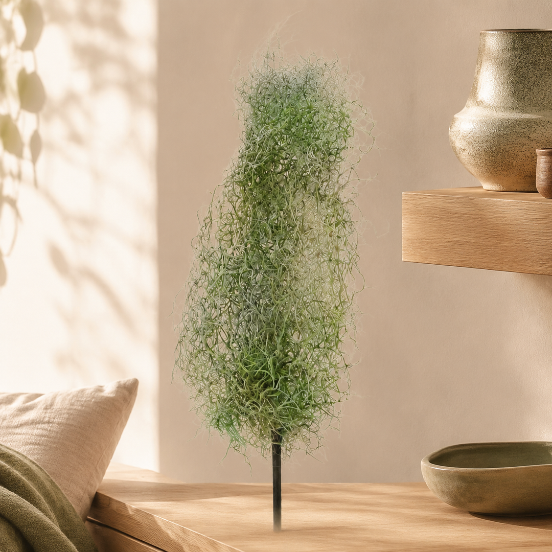 Airplant Windward lifestyle view