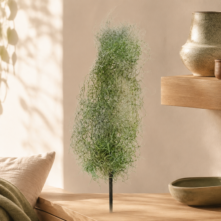 Airplant Windward lifestyle view