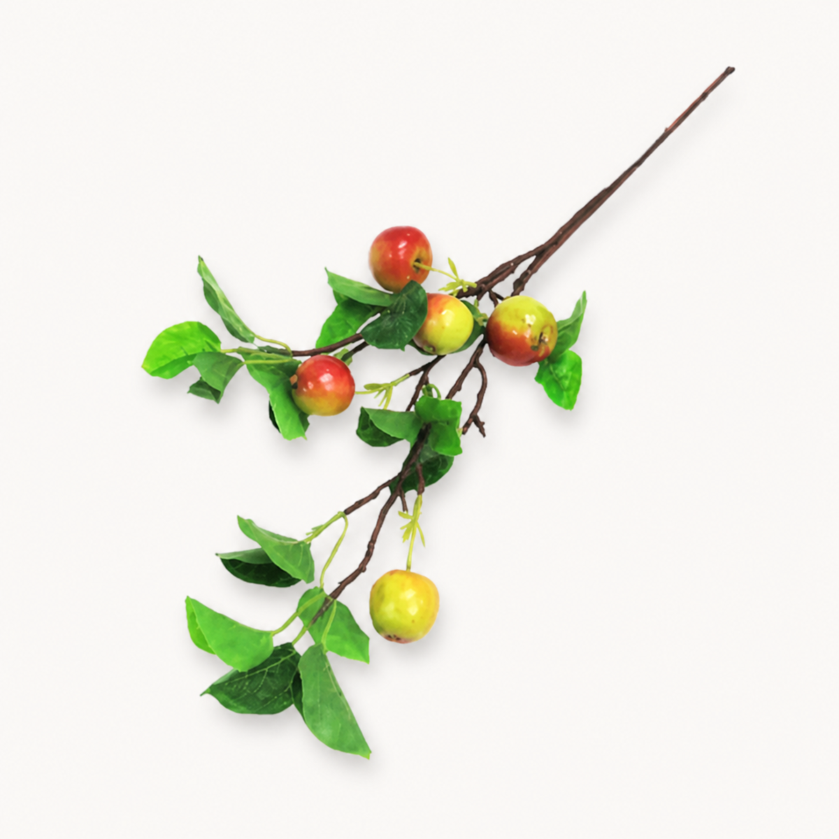 Apple branch Eve — catalogue product image