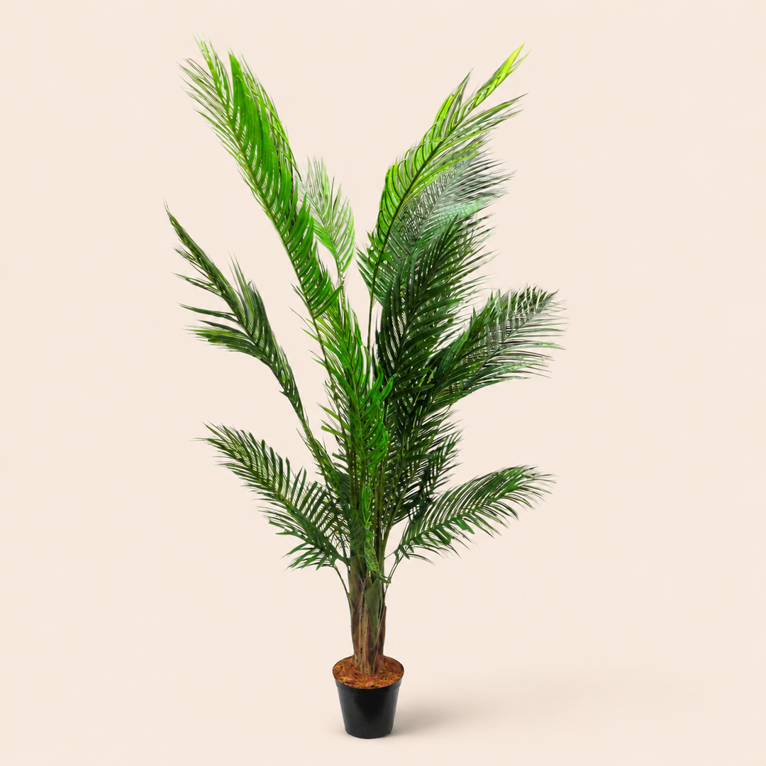 Areca Palm 6 – catalogue view