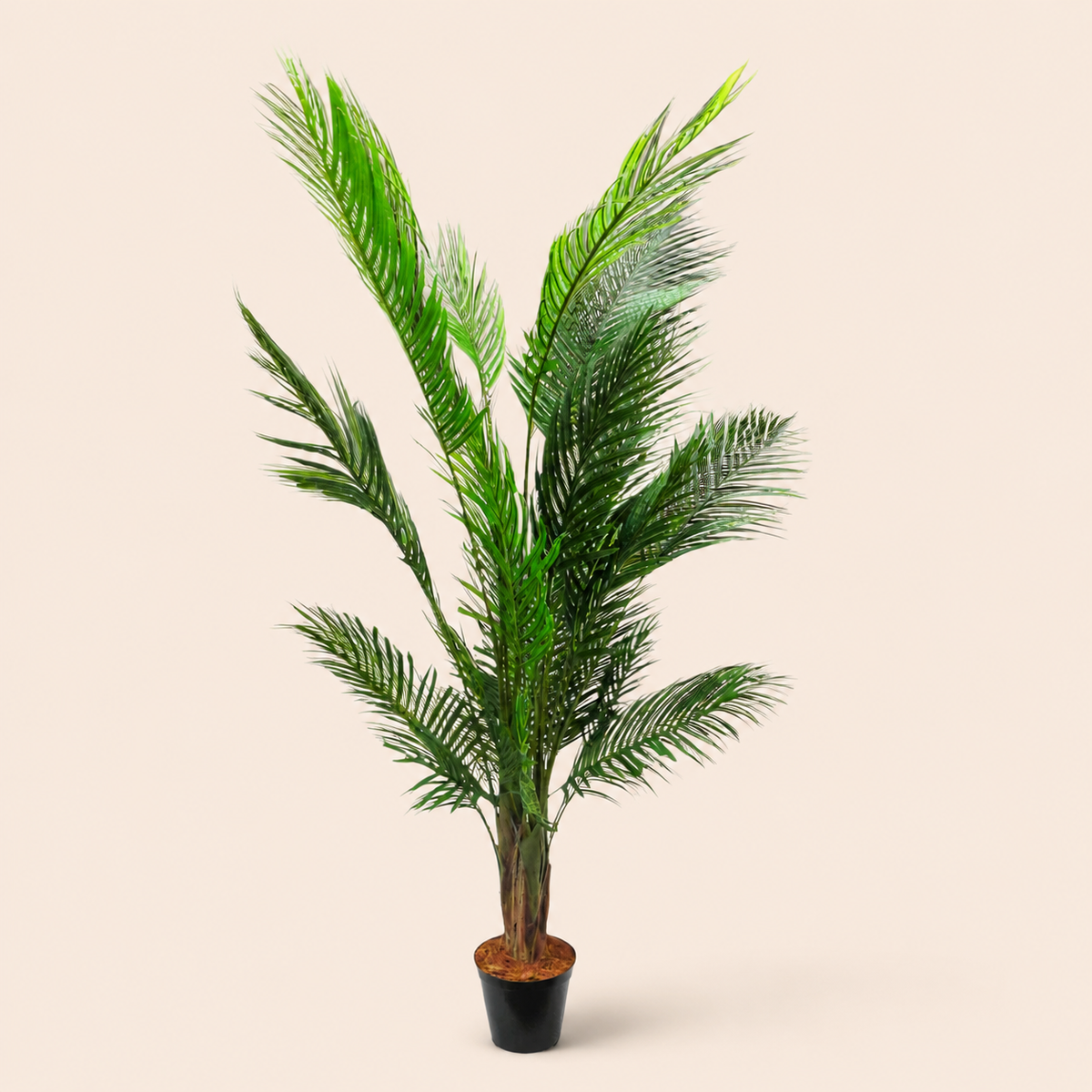 Areca Palm 6 – catalogue view