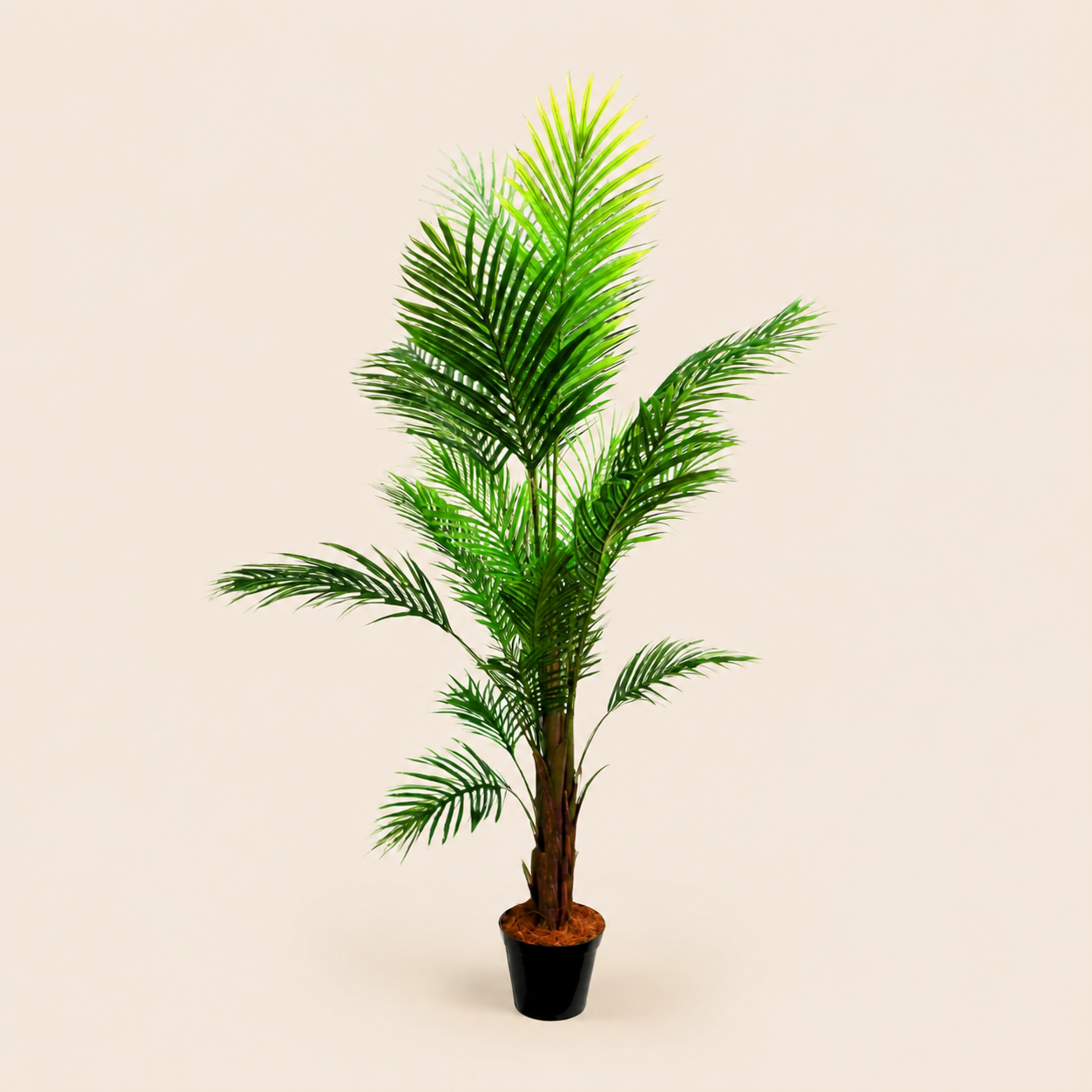 Areca Palm 7 – catalogue view