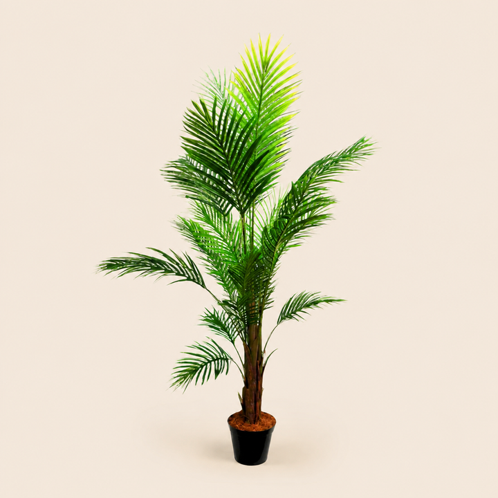 Areca Palm 7 – catalogue view