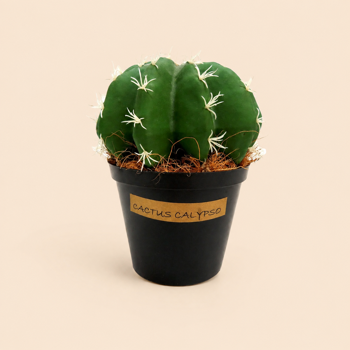 Cactus Calypso catalogue view