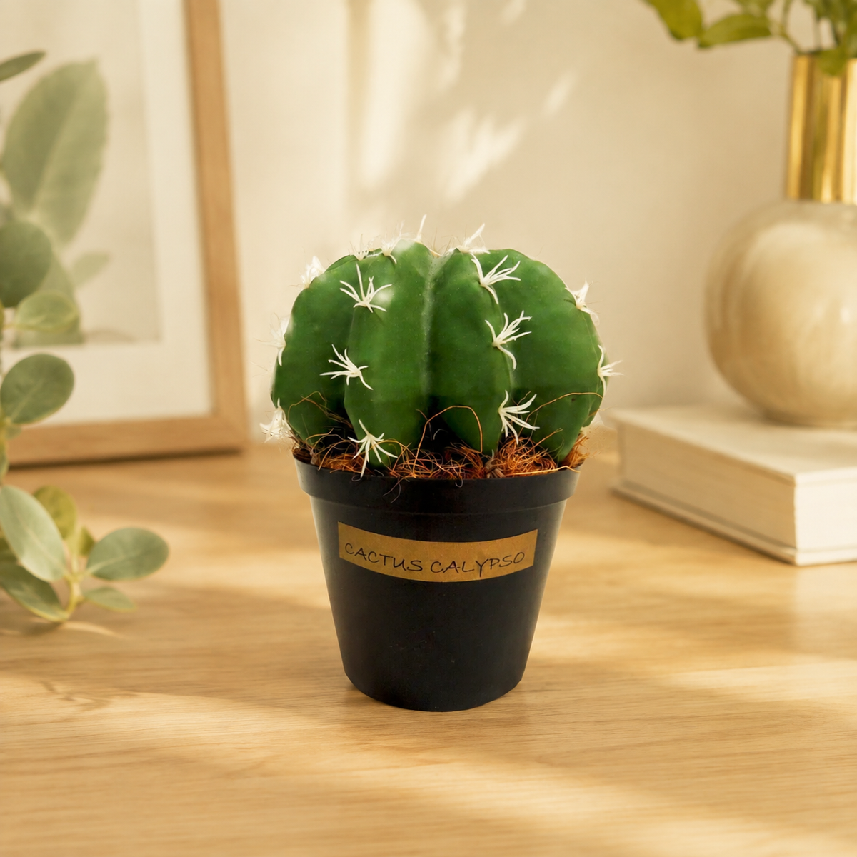 Cactus Calypso lifestyle view
