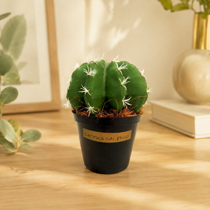 Cactus Calypso lifestyle view