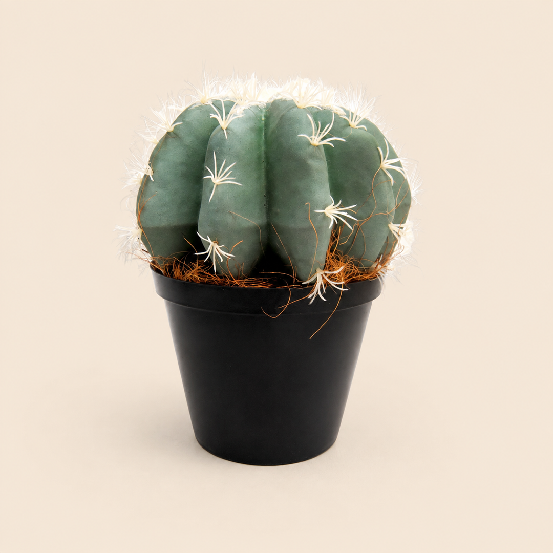 Cactus Full Moon catalogue view