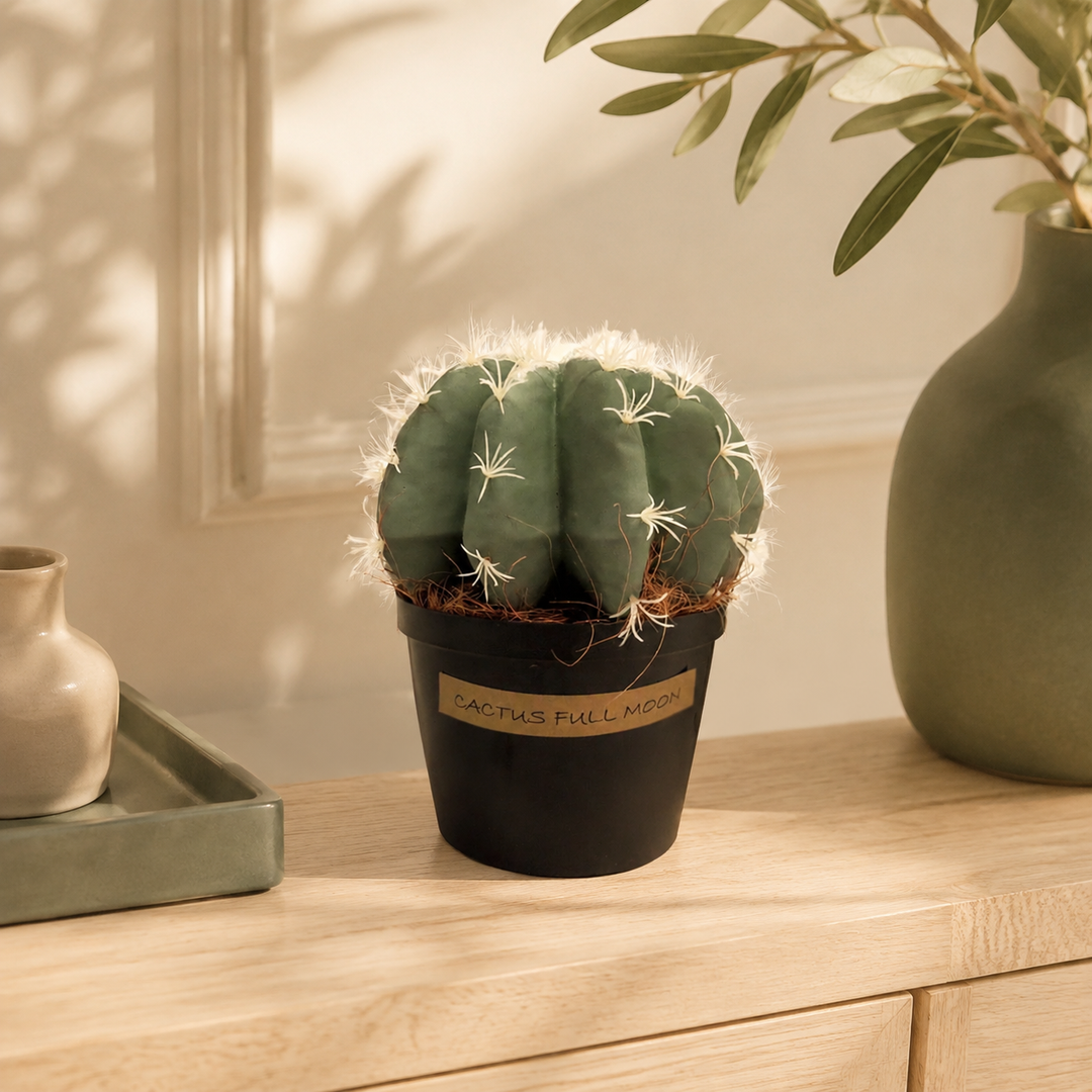 Cactus Full Moon lifestyle view