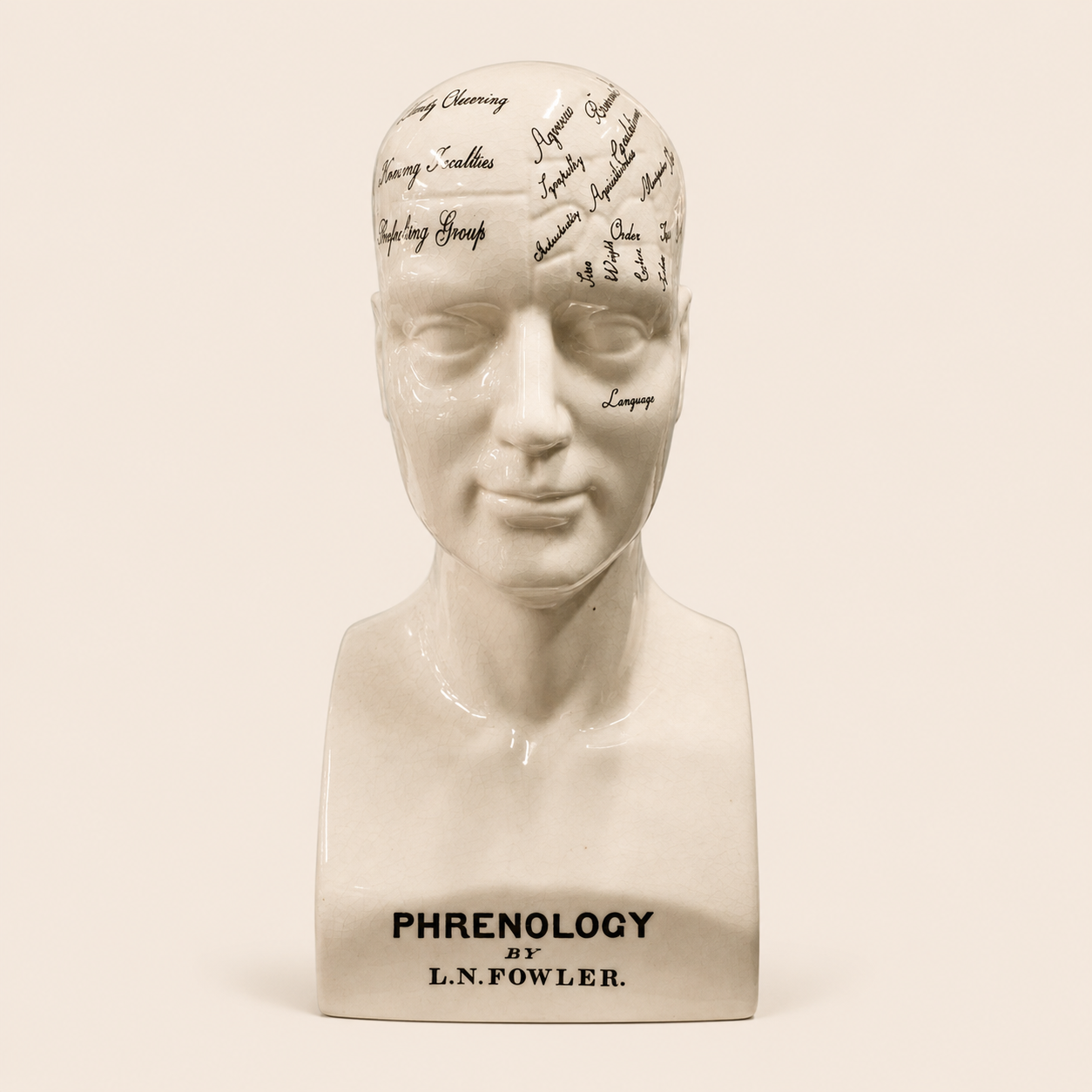 Calavera Head phrenology bust catalogue view