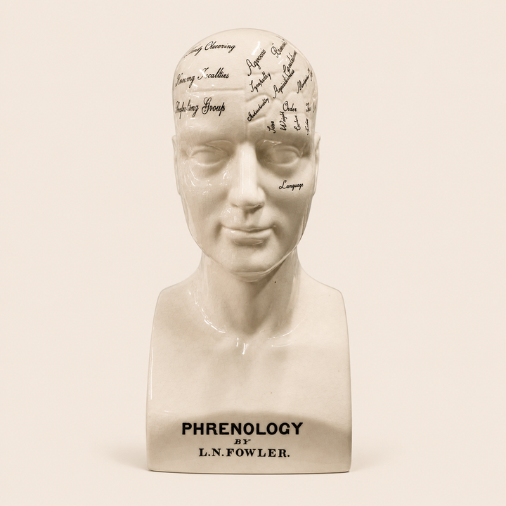 Calavera Head phrenology bust catalogue view