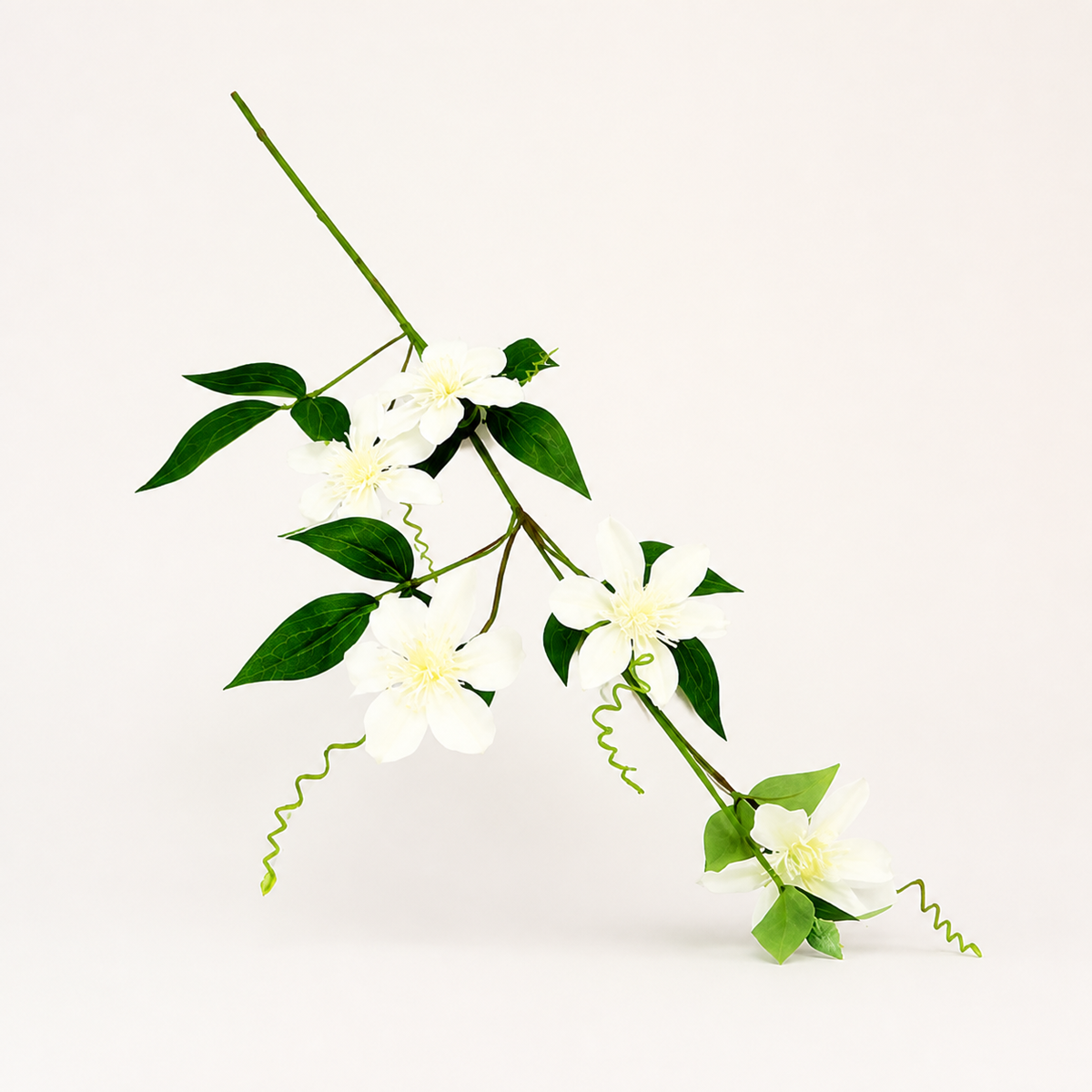Clematis passionata - catalogue